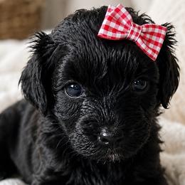 Schnoodles from Lewis Family Schnoodles