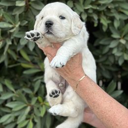 Golden Retriever Puppies from Sanctuary Ranch Goldens