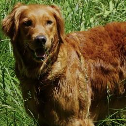Golden Retriever puppies from Green Mountain Golden Retrievers