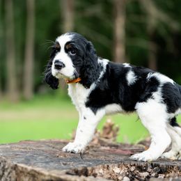 Boy 1 - Black and white male English Springer Spaniel puppy in Mooresville, North Carolina from Third Creek Springers