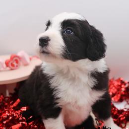 Eloise Bridgerton - Black and white female Sheepadoodle puppy in Edmond, Oklahoma from Rock N Roll Doodles