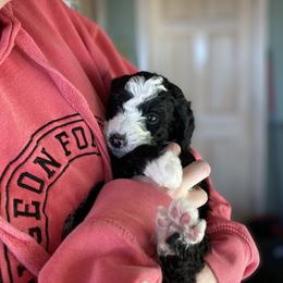 Bernedoodle and Whoodle Puppies from Fleury Farm Doodles NC