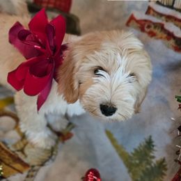 Jonboy - Gold and white male Tibetan Terrier puppy in Dorena, Oregon from West Coast Tibetans