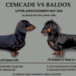 Finch - Black and tan male Dachshund puppy in Richmond, Kentucky from Cemcade Dachshunds