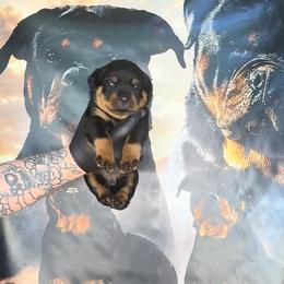 Girl 1 - Black and tan female Rottweiler puppy in Cincinnati, Ohio from Concrete Kennels