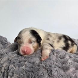 Elio - Blue merle male Australian Shepherd puppy in Jameson, Missouri from Sky Creek