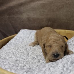 “Female” lysa “ navy collar - Poodle puppy in Hazard, Kentucky from Suited N Booted Standards
