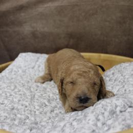 “Female” lysa “ navy collar - Poodle puppy in Hazard, Kentucky from Suited N Booted Standards