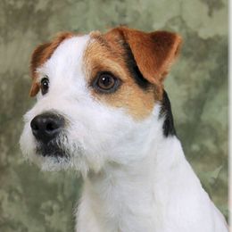 Jack Russell Terriers from James River Jack Russell Terriers