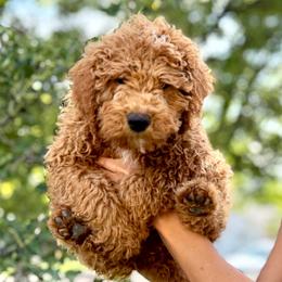 Bashful - Red male Bernedoodle puppy in Highland, Utah from Angel Pups Deluxe