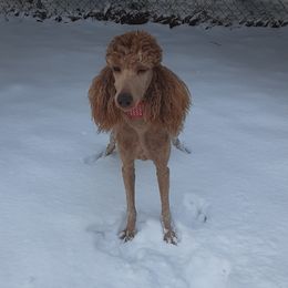 Bella - Poodle