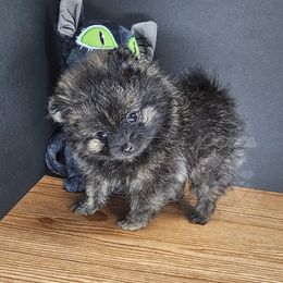 Pepper's She's A Rebel - Rebel - Black and brindle female Pomeranian puppy in Plant City, Florida from Pepper's Pomeranians