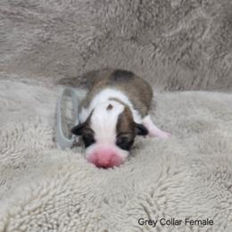 Grey Collar Female - Red female Pembroke Welsh Corgi puppy in Tenino, Washington from LoneStar Corgis NW