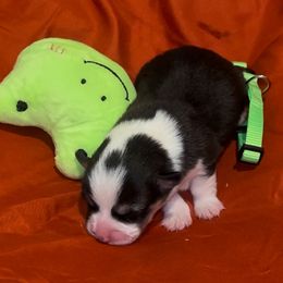 Pembroke Welsh Corgi Puppies from Promise Land Farm