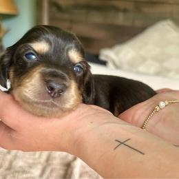 Ginny - Black and cream female Dachshund puppy in Coeymans Hollow, New York from Dachshunds of the Hollow