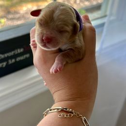 Cockapoo and Cocker Spaniel Puppies from Rome & Reign Farm