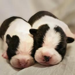 Girl 1 - Seal and white female Boston Terrier puppy in South Of Boston, Massachusetts from Boston Collections