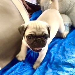 Wonder Boy - Fawn male Pug puppy in Arabi, Georgia from Von Webb Pups