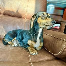 Mocha - Dachshund
