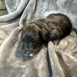 Madge - Black and white female Aussiedoodle puppy in Lake City, Florida from Dream Hollow Farm