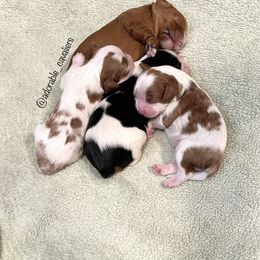 "Into The Woods Litter 2022" Cavalier King Charles Spaniel Puppies from Adorable Cavaliers of Southern California