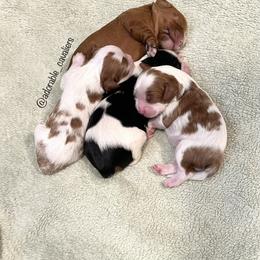 "Into The Woods Litter 2022" Cavalier King Charles Spaniel Puppies from Adorable Cavaliers of Southern California