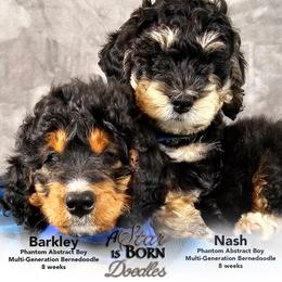 Bernedoodle Puppies from A Star is Born Doodles
