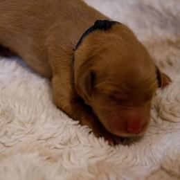 Fontina - Golden female Golden Retriever puppy in Dayton, Minnesota from Akoya Kennels