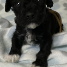 Cockapoo, Goldendoodle, and Maltipoo Puppies from Loris Pampered Pooches💕