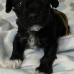 Cockapoo, Goldendoodle, and Maltipoo Puppies from Loris Pampered Pooches💕