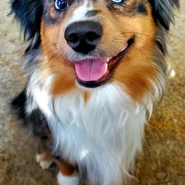 Tawakoni Bluegrass - Blue merle male Miniature Australian Shepherd puppy in Arlington, Texas from CopperHead Aussies