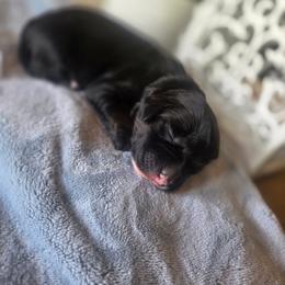 Scout - Phantom female Bernedoodle puppy in Eagle Mountain, Utah from Fur Real Puppies.
