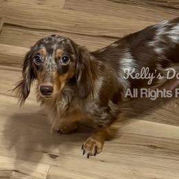 Jovee - Dachshund