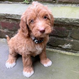 Gray collar boy - Apricot male Goldendoodle puppy in Ridgewood, New Jersey from Jessie’s Doodles