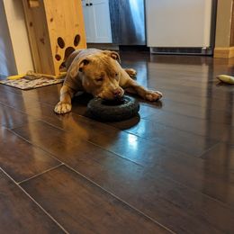 American Bullies from Tri Force Bullies