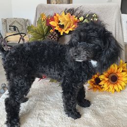 Poodle All Grown Up from Loves Toy Poodles