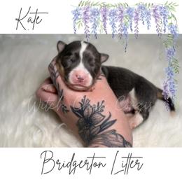 Kate- Fluffy - Gray and white female American Corgi puppy in Greenwood, Indiana from Witch Creek Corgis
