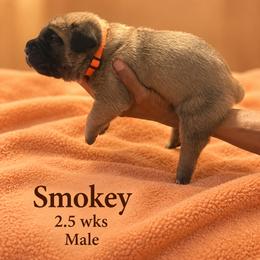 Smokey - Fawn male Cane Corso puppy in Waxahachie, Texas from A&M Kennels