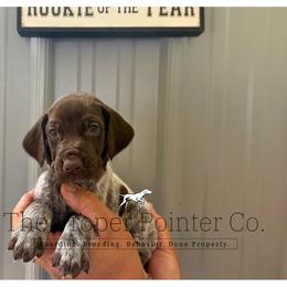 Hank Black collar - Liver roan male German Shorthaired Pointer puppy in Six Mile, South Carolina from The Proper Pointer Co.