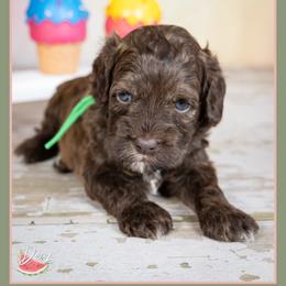 Jason - Sable male Cockapoo puppy in Connersville, Indiana from Deaz Doodle Ranch