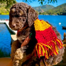 Neville - Red tri-color male Aussiedoodle puppy in Upper Lake, California from Redwood Aussiedoodles