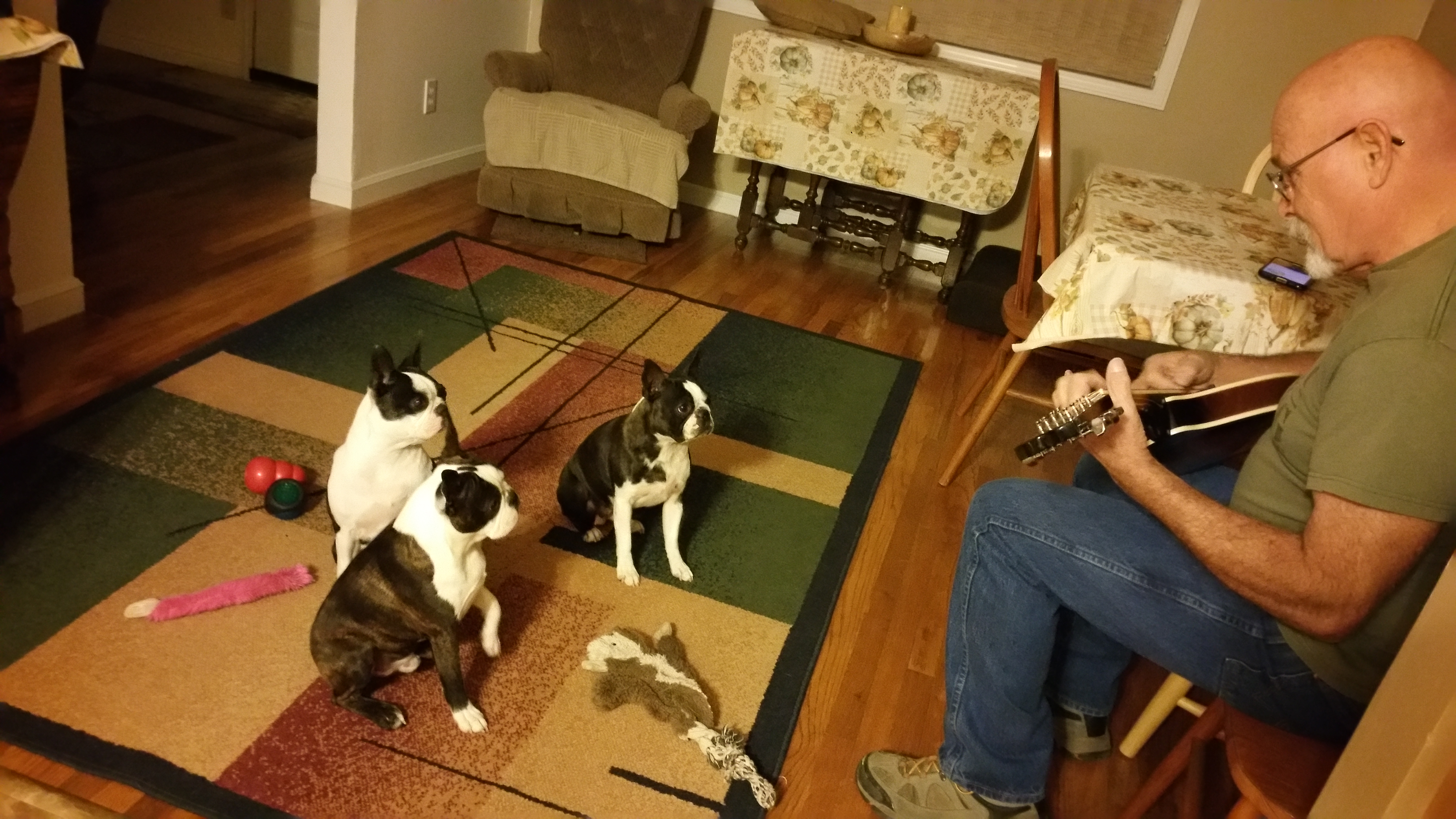 Boston Terrier Puppies from Alice Charette's Boston Terriers