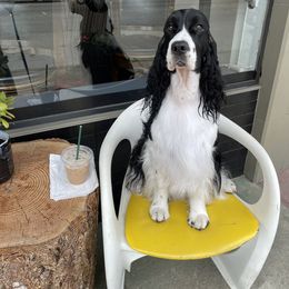 English Springer Spaniel All Grown Up from Tandem English Springer Spaniels