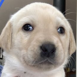 Labrador Retriever Puppies from Cary’s Buck Creek Retrievers