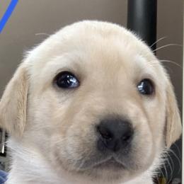 Labrador Retriever Puppies from Cary’s Buck Creek Retrievers