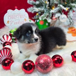 Outlaw - Black and tan male Pembroke Welsh Corgi puppy in Charleston, Arkansas from Hilltop Corgis