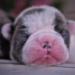 French Bulldog Puppies from Bullish Pride