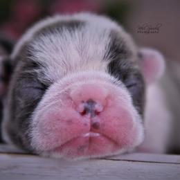 French Bulldog Puppies from Bullish Pride