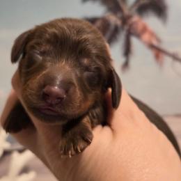 Boy 1 - Chocolate and tan male Dachshund puppy in Romney, Indiana from Brown's Valley Dachshunds
