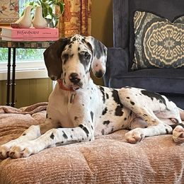 Great Dane All Grown Up from Majestic Giants Great Danes
